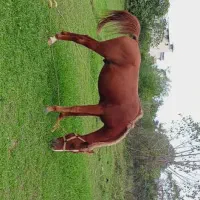 اسب های سواری وباری