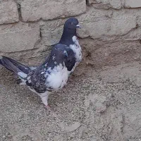دوعدد کبوتر گرگی