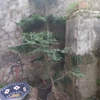 گلها|گل و گیاه طبیعی|املش, |دیوار