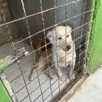 واگذاری سگ اپارتمانی|سگ|مشهد, آزادشهر|دیوار