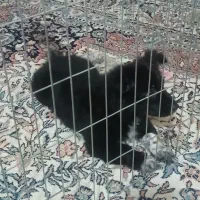 سگ پامر|سگ|ایرانشهر, |دیوار