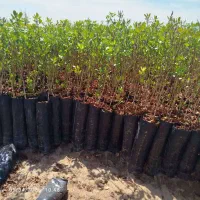 فروش نهال پسته گلبری و پاکتی