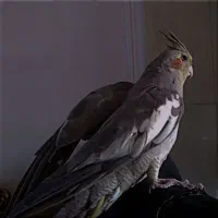 عروس هلندی|پرنده|مشگین شهر, |دیوار