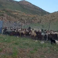 چوپان متاهل و متعهد لازم دارم