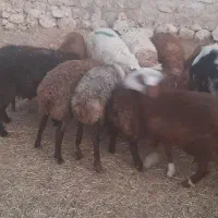 بره ،میش،گوسفند|حیوانات مزرعه|ایوان, |دیوار