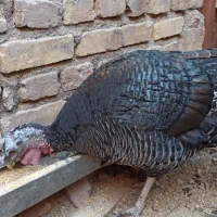 ماده بوقلمون جوان