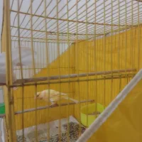 قناری معاوضه با جفت کوتوله