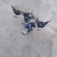 بوقلمون فروش|حیوانات مزرعه|هامون, |دیوار