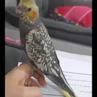 عروس هلندی گلباقالی|پرنده|اهواز, زندوکیلی|دیوار