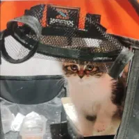 وسایل گربه|لوازم جانبی حیوانات|مشهد, دانشجو|دیوار