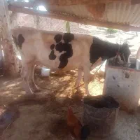 گاو دورگه اصل
