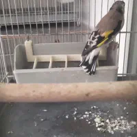 سهره ماده سیاه سر|پرنده|پردیس, فاز ۹|دیوار