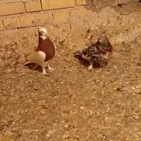 کبوتر گرفتنی|پرنده|مرودشت, علی‌آباد‎|دیوار