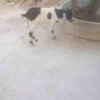 بز نجدی ماده