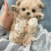 مالتی پو . سگ فنجونی . سگ عروسکی|سگ|تهران, جنت‌آباد جنوبی|دیوار