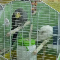 جفت عروس هلندی