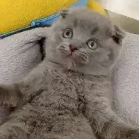 *مجموعه گربه های اشرافی/همه مدل
