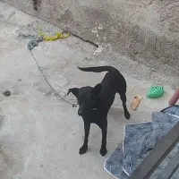 سگ نگهبان سیاه خالص|سگ|بجنورد, |دیوار