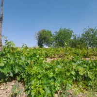 باغ ۴هزار متری در روستای کوشکی سفلی
