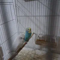 عروس هلندی ومرغ عشق انگلیسی