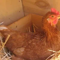 40عدد مرغ تخمگزار  و نوچه محلی