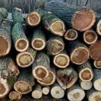 خریدار چوب باغی .کاتین صنوبر. چوب پرتقال.ساختمانی|خدمات باغبانی و درختکاری|تنکابن, |دیوار