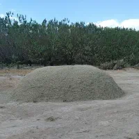 ینجه و علف