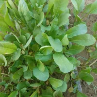 ترب|خوردنی و آشامیدنی|کاکی, |دیوار