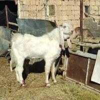 کل پاکستانی نژاد گلابی|حیوانات مزرعه|دامغان, |دیوار