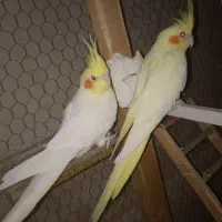 مرغعشق و عروس و شاتو چینی فروشی سوران