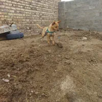 پاپی|سگ|تایباد, |دیوار