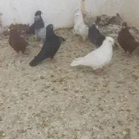 کبوتر|پرنده|شیراز, شهرک گلها|دیوار