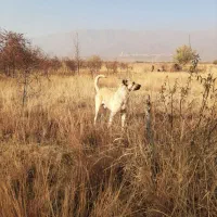 سگ گله|سگ|تسوج, |دیوار