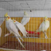 عروس هلندی بادوجوجه|پرنده|سلماس, |دیوار