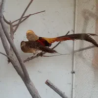 جوجه طاووس|پرنده|مشهد, هدایت|دیوار