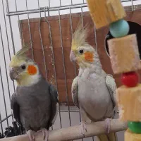 عروس هلندی جوان و مولد|پرنده|بوئین زهرا, |دیوار