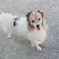 واگذاری پامر اشپیتز نر