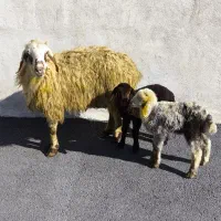 میش بره دوقلو