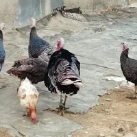 بوقلمون محلی