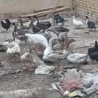 غاز و اردک|حیوانات مزرعه|اهواز, امانیه|دیوار