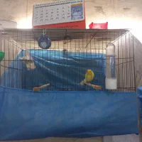 قناری رسمی بلند نر|پرنده|تهران, وحیدیه|دیوار