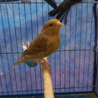 قناری های مست|پرنده|ملایر, |دیوار