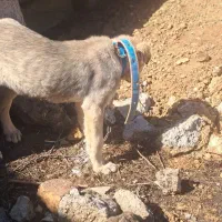 سگ پژدر اصل|سگ|زیویه, |دیوار