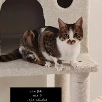 واگذاری رایگان گربه