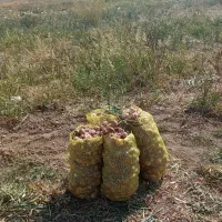 پیازمحلی روستای کانی چای