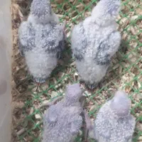 گرینچیک .کوتوله.راهب