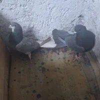 یک جفت دمگیر