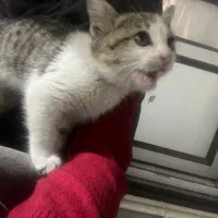 گربه|گربه|رشت, شهرک آیت الله منتظری|دیوار