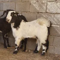 ۲ تروشت فروشی|حیوانات مزرعه|ایرانشهر, |دیوار