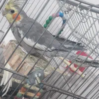 عروس هلندی کبوتر